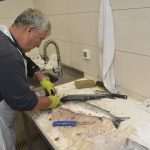 Photo Gallery: Great Atmosphere and Amazing Offer on Our Fish and Green Market 19 Fish and Green Market Good Friday 19