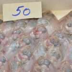 Photo Gallery: Great Atmosphere and Amazing Offer on Our Fish and Green Market 23 Fish and Green Market Good Friday 23