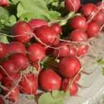 Photo Gallery: Great Atmosphere and Amazing Offer on Our Fish and Green Market 3 Fish and Green Market Good Friday 3