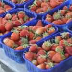 Photo Gallery: Great Atmosphere and Amazing Offer on Our Fish and Green Market 30 Fish and Green Market Good Friday 30