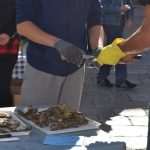 Photo Gallery: Festival of Oysters Attracted Many Visitors on Stradun This Saturday 4 Oysters 4
