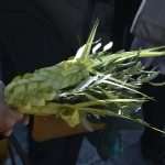 Photo Gallery: Palm Sunday in Dubrovnik 27 Palm Sunday 26