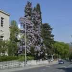 Wisteria in Bloom Painted the Spring in Dubrovnik 1 Wisteria 1