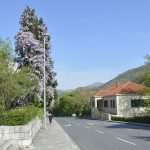 Wisteria in Bloom Painted the Spring in Dubrovnik 2 Wisteria 2