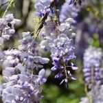 Wisteria in Bloom Painted the Spring in Dubrovnik 4 Wisteria 4