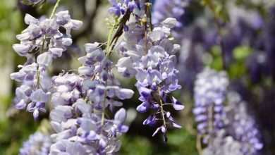 Wisteria 4