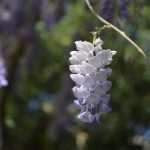 Wisteria in Bloom Painted the Spring in Dubrovnik 5 Wisteria 5