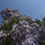 Wisteria in Bloom Painted the Spring in Dubrovnik 6 Wisteria 6