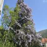 Wisteria in Bloom Painted the Spring in Dubrovnik 7 Wisteria 7