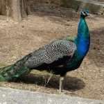 Lokrum: An Island With a Secret 17 Lokrum promo Just 17