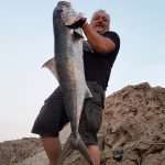 Amazing! Great, the Greater Amberjack Caught in Konavle! 3 The Greater Amberjack 3