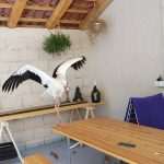 Meet Pedro, Beautiful Young Stork 4 Pedro Stork 1