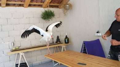 Meet Pedro, Beautiful Young Stork 1 Pedro Stork 1