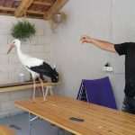 Meet Pedro, Beautiful Young Stork 1 Pedro Stork 3