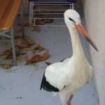 Meet Pedro, Beautiful Young Stork 3 Pedro Stork 4