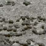 Video and Photo Gallery: We Spent a Day in a Saltern Ston Picking Up 'Fleur de Sel'... 45 Salt Collecting Ston 43