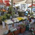 Photo Gallery: The Autumn Vibe on Dubrovnik's Green Market 13 Autumn on Market 13