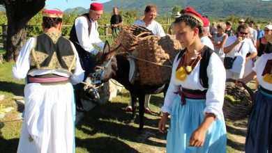 Grape Picking: Enjoy the Tradition in Konavle 7 Konavle Grape Picking