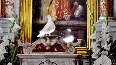 White Dove in Church