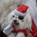 Photo Gallery: Santa Bikers on Stradun For a Good Cause 21 Santa Bikers 21