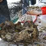 Photo Gallery from Mali Ston: Oyster, the Taste of Tradition 41 Festival of Oysters 45