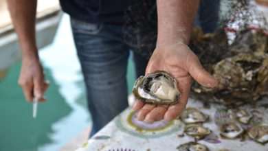 Two More Events Cancelled Due to Corona Virus Pandemic 1 Festival of Oysters 46