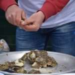 Photo Gallery: Oyster Lovers Came to Stradun 1 Oysters Stradun 1