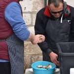 Photo Gallery: Oyster Lovers Came to Stradun 4 Oysters Stradun 4