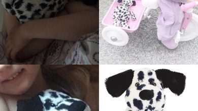 Can We Help Embla Find This Cutest Teddy Dog Ever? 1 Teddy Dog