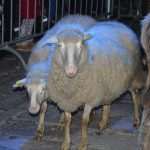 Photo Gallery: Traditional Live Nativity Scene 29 Live Nativity Scene 29