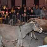 Photo Gallery: Traditional Live Nativity Scene 33 Live Nativity Scene 33