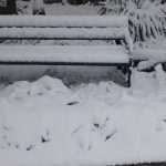 Photo Gallery Made by Our Readers: Let it Snow! 1 Snow January 2019 1