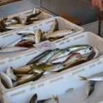 Photo Gallery: Colors of Fish and Green Market 17 Fish and Green Market Dubrovnik