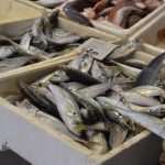 Photo Gallery: Colors of Fish and Green Market 6 Fish and Green Market Dubrovnik