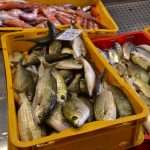 Photo Gallery: Colors of Fish and Green Market 7 Fish and Green Market Dubrovnik