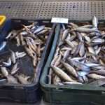 Photo Gallery: Colors of Fish and Green Market 8 Fish and Green Market Dubrovnik