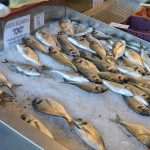 Photo Gallery: Colors of Fish and Green Market 9 Fish and Green Market Dubrovnik