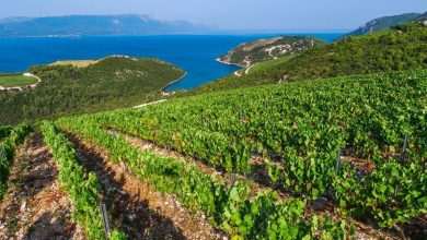 Wines From our County @ the Festival 'Vini da Terre Estreme' 1 Vini da terre estreme Festiwine Dubrovnik 3