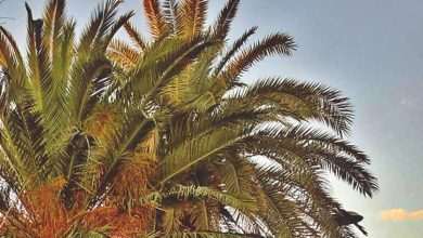 New Palm Trees Will Decorate Mlini 1 Palm Trees in Mlini 3