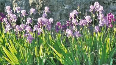 Welcome Spring! 26 Springtime