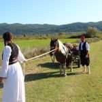 Photo Gallery: Grape Harvesting in Konavle 10 Grape Harvesting in Konavle 10