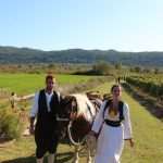 Photo Gallery: Grape Harvesting in Konavle 11 Grape Harvesting in Konavle 11