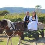 Photo Gallery: Grape Harvesting in Konavle 24 Grape Harvesting in Konavle 24