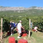 Photo Gallery: Grape Harvesting in Konavle 3 Grape Harvesting in Konavle 3