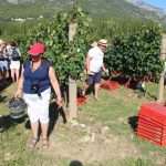 Photo Gallery: Grape Harvesting in Konavle 5 Grape Harvesting in Konavle 5