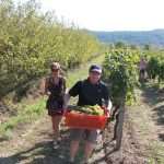 Photo Gallery: Grape Harvesting in Konavle 7 Grape Harvesting in Konavle 7