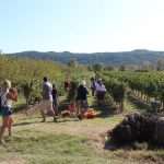 Photo Gallery: Grape Harvesting in Konavle 8 Grape Harvesting in Konavle 8