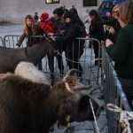 Video & Photo Gallery: Live Nativity Scene 6 Live Nativity Scene 6