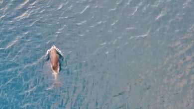 Video by Drone: It's Not Easy to Catch a Dolphin, But If One Does... It is Magical 1 Dolphin in Mlini