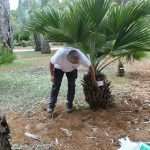 Photo Gallery: On the First Boat to Lokrum Island 12 Lokrum Corona 12